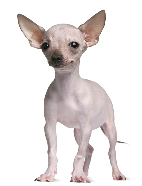 Chihuahua sin pelo, 5 meses de edad, de pie frente al fondo blanco — Foto de Stock
