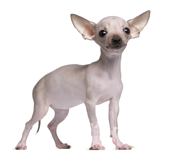 Haarloser Chihuahua, 5 Monate alt, steht vor weißem Hintergrund — Stockfoto