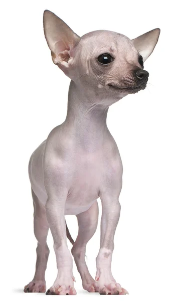Chihuahua sin pelo, 5 meses de edad, de pie frente al fondo blanco — Foto de Stock