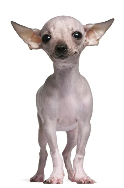 Chihuahua sans poils, 5 mois, debout devant fond blanc — Photo