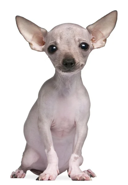 Chihuahua sin pelo, 5 meses de edad, de pie frente al fondo blanco —  Fotos de Stock