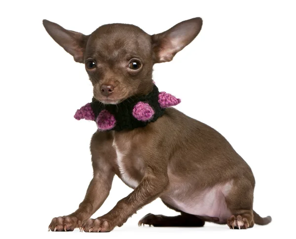 Chihuahua bär krage, 6 månader gammal, sitter framför vit bakgrund — Stockfoto
