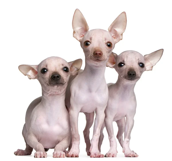 Chihuahua senza peli, 5 e 7 mesi, davanti allo sfondo bianco — Foto Stock
