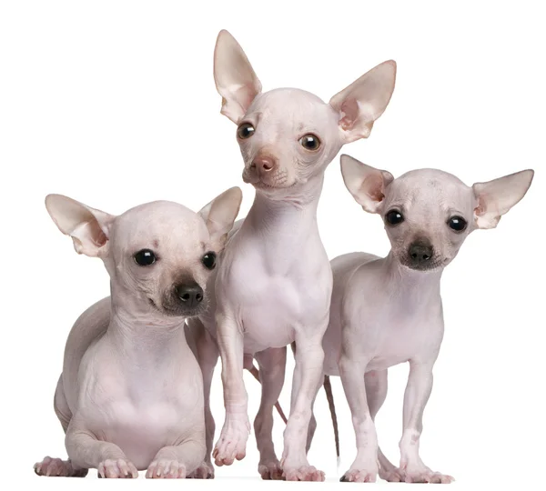 Chihuahuas sans poils, 5 et 7 mois, devant fond blanc — Photo