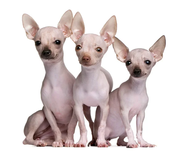 Kopasz Chihuahuas, 5 és 7 hónapos, fehér háttér előtt — Stock Fotó