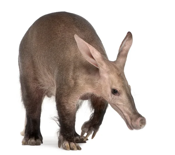 Aardvark, Orycteropus, 16 anos, na frente do fundo branco — Fotografia de Stock