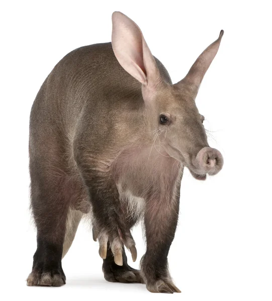 Aardvark, Orycteropus, 16 anni, davanti a uno sfondo bianco — Foto Stock