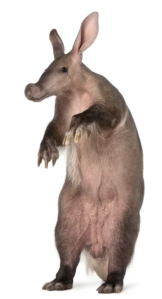 Aardvark, Orycteropus, 16 anni, davanti a uno sfondo bianco — Foto Stock