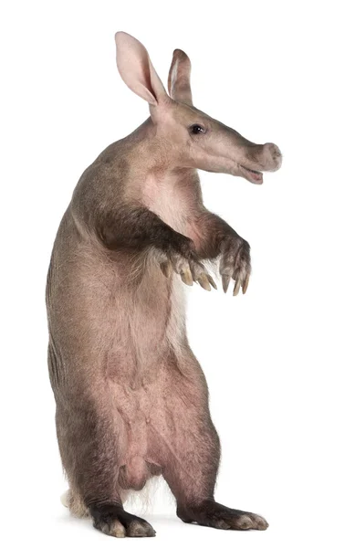 Aardvark, orycteropus, 16 jaar oud, staande voor de witte achtergrond — Stockfoto