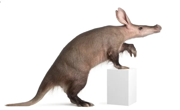 Aardvark, Orycteropus, 16 years old, standing in front of white background — Stock Photo, Image