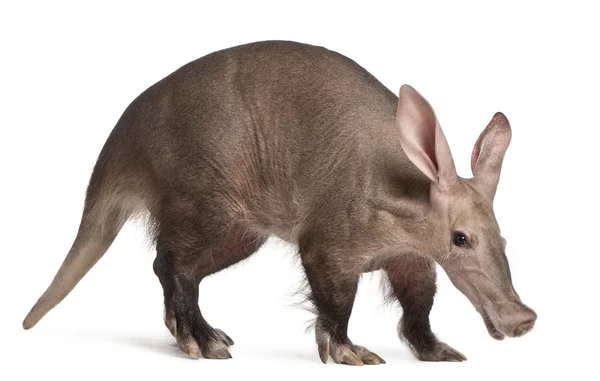 Aardvark, orycteropus, 16 jaar oud, staande voor de witte achtergrond — Stockfoto