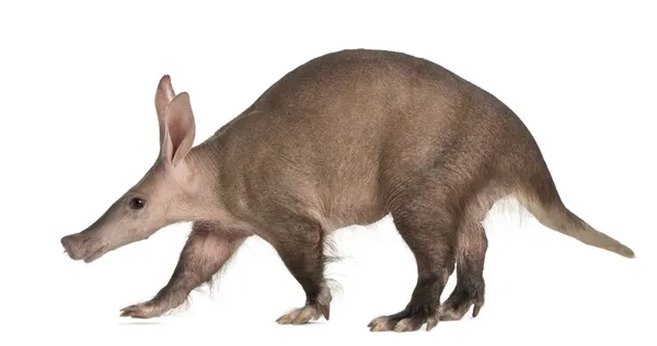 Aardvark，orycteropus，16 岁，站在白色背景前 — 图库照片