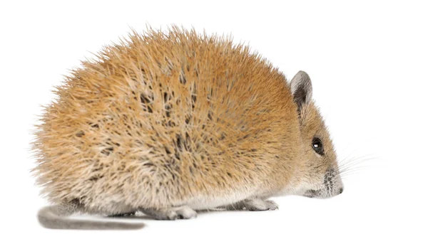 Golden Spiny Mouse, Acomys russatus, 1 year old, in front of white background — Stock Photo, Image