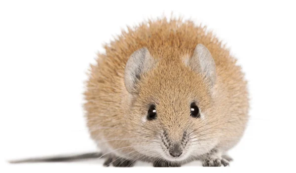 Golden Spiny Mouse, Acomys russatus, 1 year old, in front of white background — Stock Photo, Image