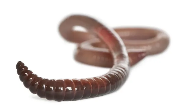 Aardworm, lumbricus terrestris, voor witte achtergrond — Stockfoto