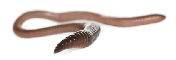 Земляной червь, Lumbricus terrestris, на белом фоне — стоковое фото