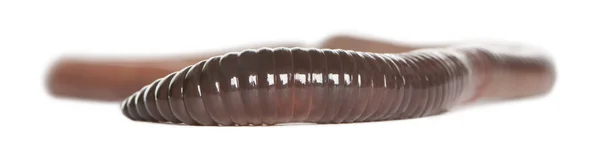 Aardworm, lumbricus terrestris, voor witte achtergrond — Stockfoto