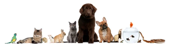 Grupo de mascotas sentadas frente al fondo blanco — Foto de Stock