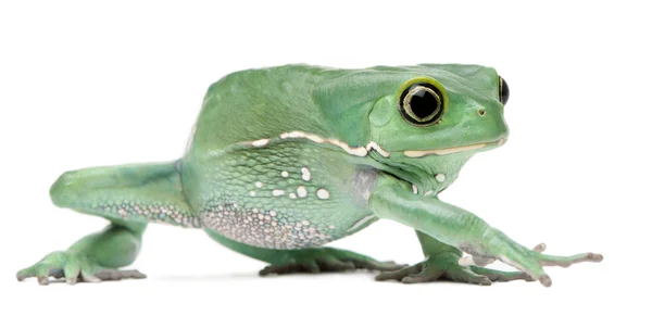 糯猴叶青蛙，phyllomedusa sauvagii — 图库照片