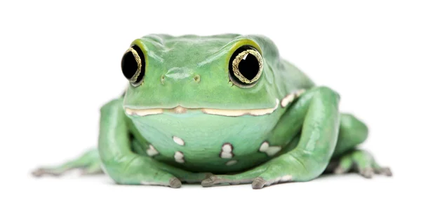 Zarudlé oči treefrog, Listovnice červenooká — Stock fotografie