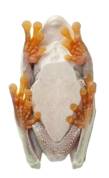 Красноглазый трифрог, Agalychnis callidryas — стоковое фото