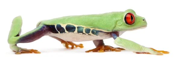 뼈아픈 Treefrog, Agalychnis callidryas — 스톡 사진