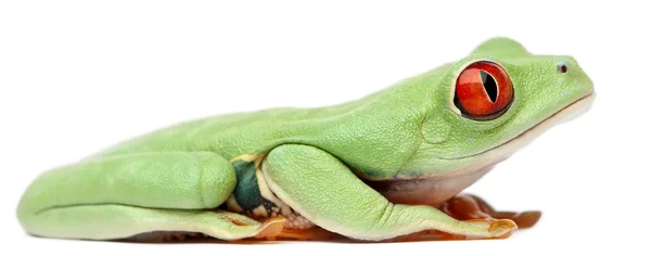 Συχνούς treefrog, agalychnis callidryas — Φωτογραφία Αρχείου