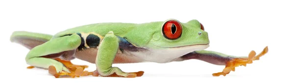 Kırmızı treefrog, amfibi callidryas — Stok fotoğraf