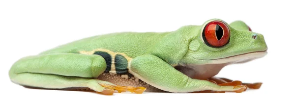 Zarudlé oči treefrog, Listovnice červenooká — Stock fotografie