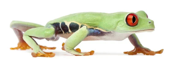 Червоні очі Treefrog, Agalychnis callidryas — стокове фото
