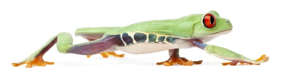 Kırmızı treefrog, amfibi callidryas — Stok fotoğraf