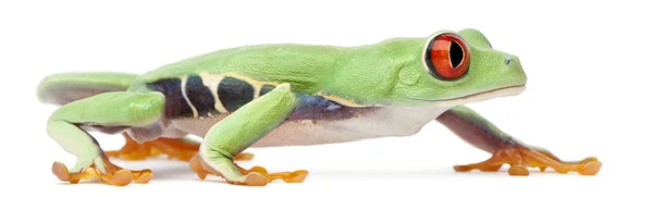 Red-eyed Treefrog, Agalychnis callidryas — Stock Photo, Image