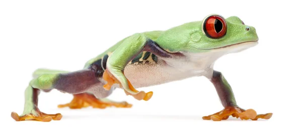 Kırmızı treefrog, amfibi callidryas, beyaz arka plan yürüyüş — Stok fotoğraf