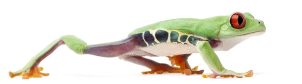 红眼蛙，agalychnis callidryas，在白色背景前走 — 图库照片