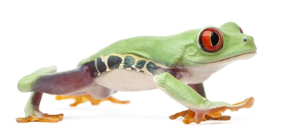 Zarudlé oči treefrog, Listovnice červenooká, před bílým pozadím — Stock fotografie
