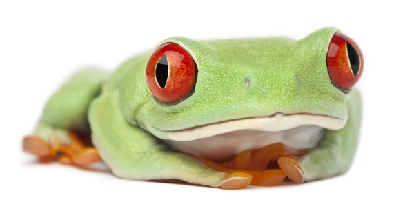 Kırmızı treefrog, beyaz arka plan önünde amfibi callidryas — Stok fotoğraf