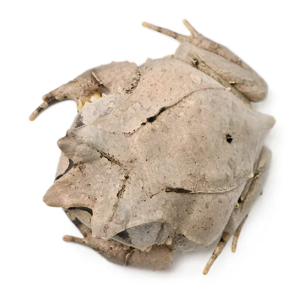 High angle view of Long-nosed Horned Frog, Megophrys nasuta, 18 months old, in front of white background — Stock Photo, Image