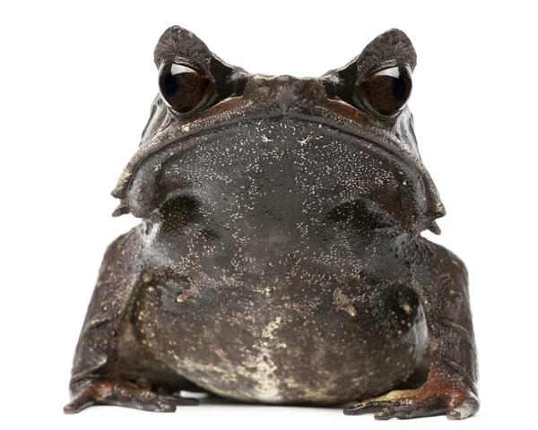 长鼻子的角的蛙角蟾属 nasuta，在白色背景前 — 图库照片