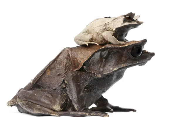 Mother Long-nosed Horned Frog and her young, 18 months old, Megophrys nasuta, in front of white background — Stock Photo, Image