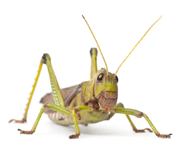 Obří kobylka, tropidacris collaris, před bílým pozadím — Stock fotografie