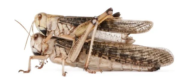 Två flyttande locust, locusta migratoria, framför vit bakgrund — Stock fotografie