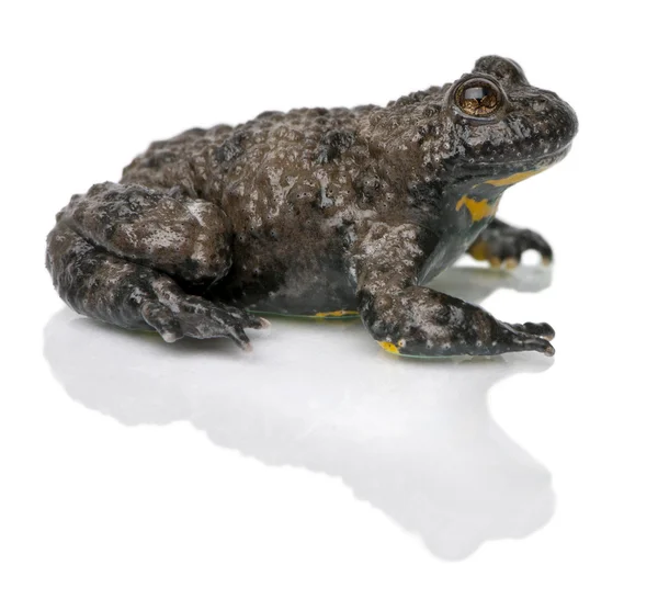 Yellow-Bellied Toad, Bombina variegata, in front of white background — Stock Photo, Image