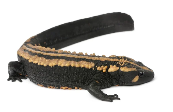 Laos Warty Newt, Paramesotriton laoensis, davanti allo sfondo bianco — Foto Stock