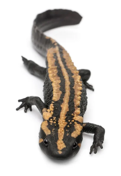 Laos Warty Newt, Paramesotriton laoensis, in front of white background — Stock Photo, Image