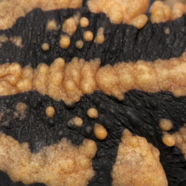 Yakın çekim laos Sigilli semender, paramesotriton laoensis — Stok fotoğraf