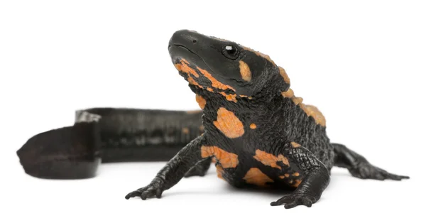 Laos Warty Newt, Paramesotriton laoensis, in front of white background — Stock Photo, Image