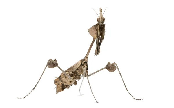 Περιπλάνηση mantis βιολί, gongylus gongylodes, μπροστά από το λευκό φόντο — Φωτογραφία Αρχείου