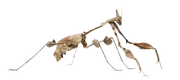 stock image Wandering Violin Mantis, Gongylus gongylodes, in front of white background