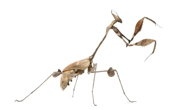 Violín errante Mantis, Gongylus gongylodes, delante de fondo blanco — Foto de Stock