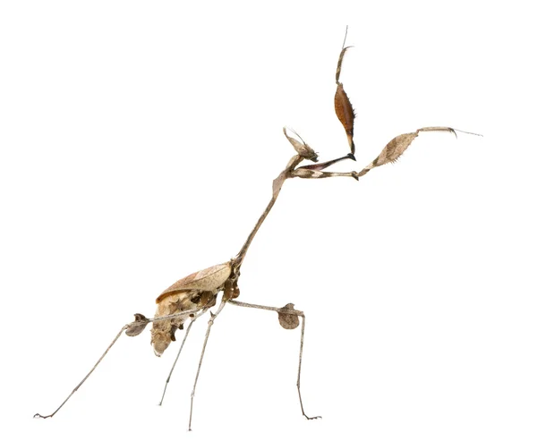 Wandering Violin Mantis, Gongylus gongylodes, in front of white background — Stock Photo, Image